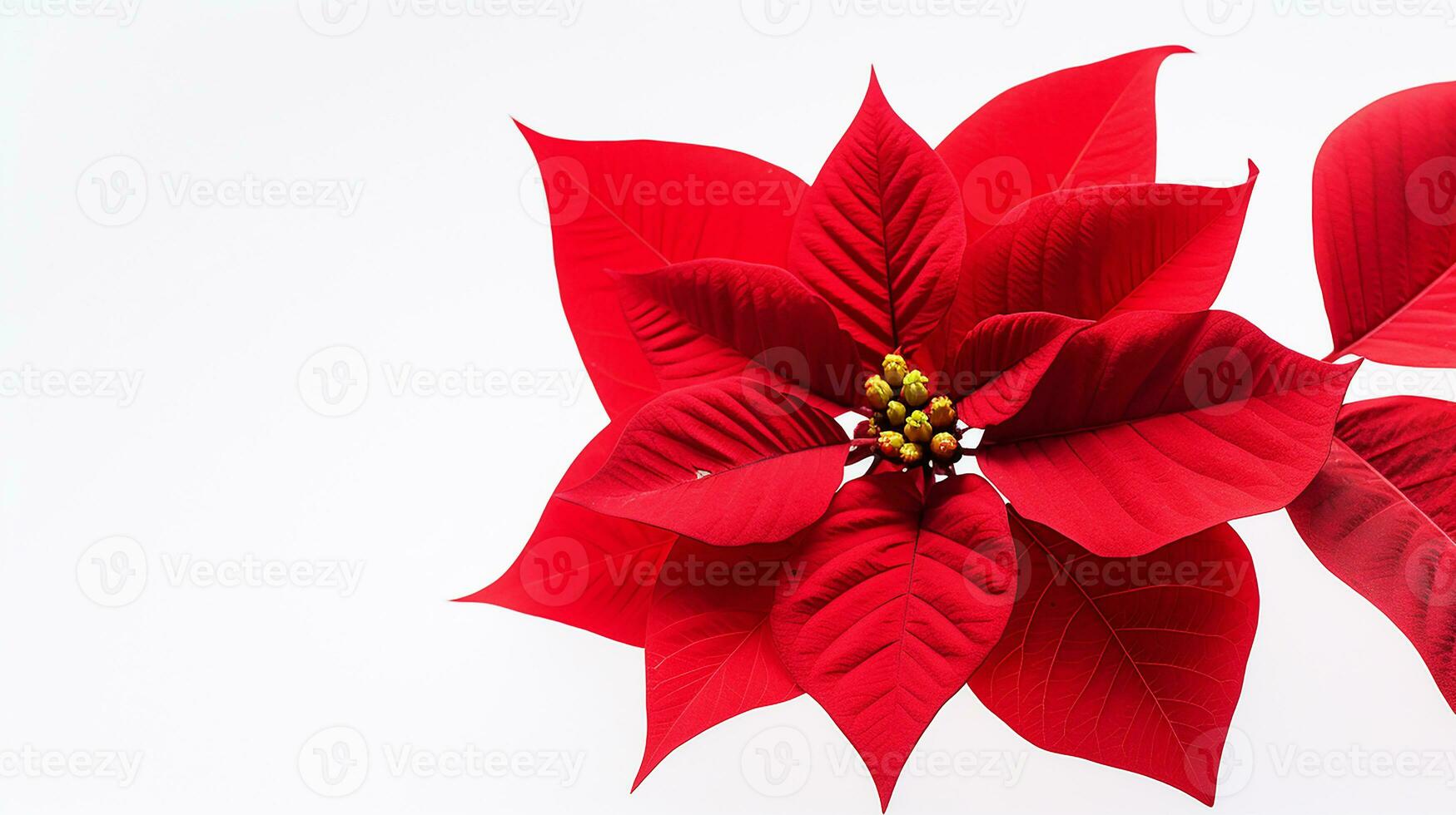 Photo of beautiful Poinsettia flower isolated on white background. Generative AI