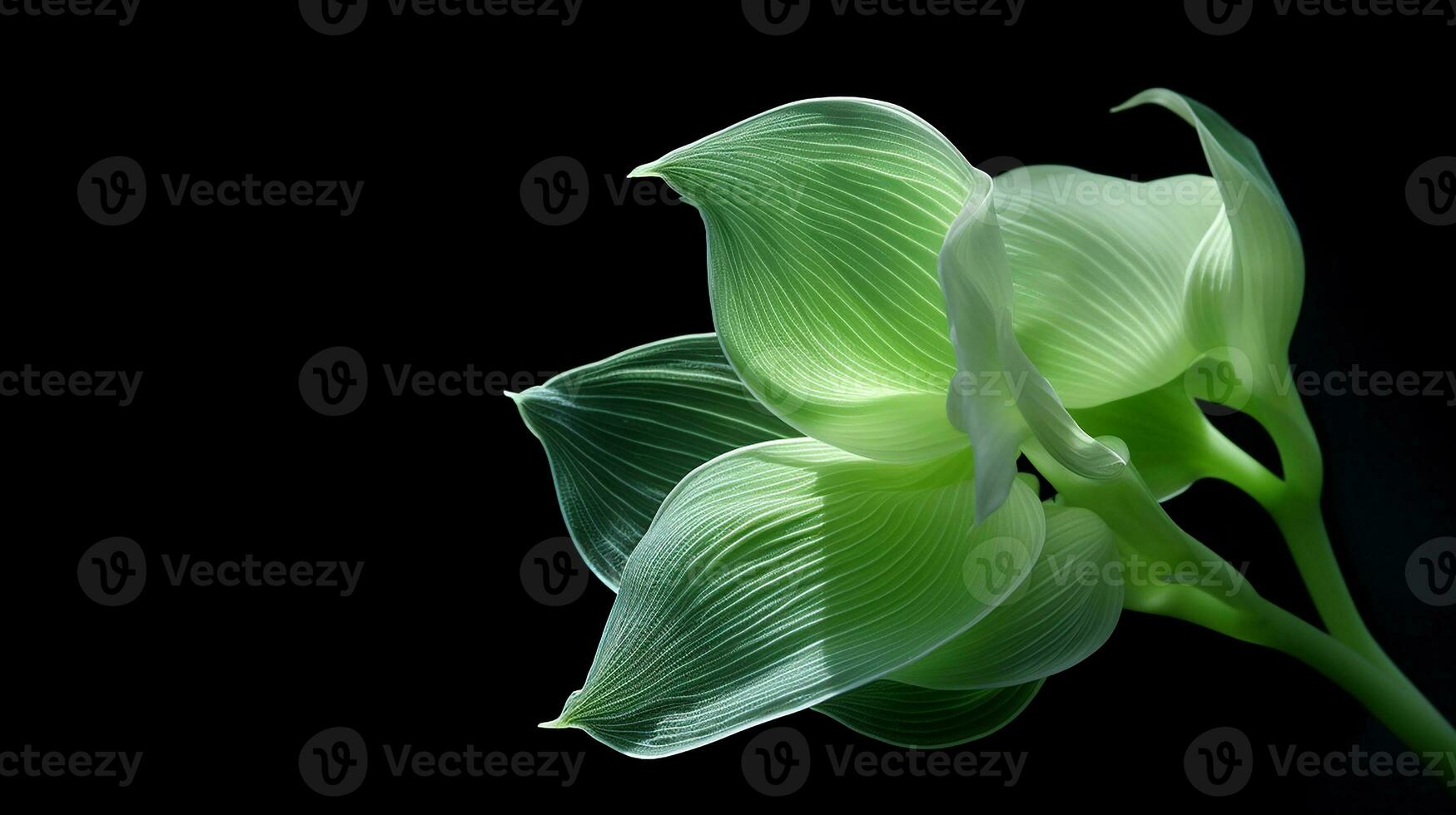 Photo of beautiful Hosta flower isolated on white background. Generative AI