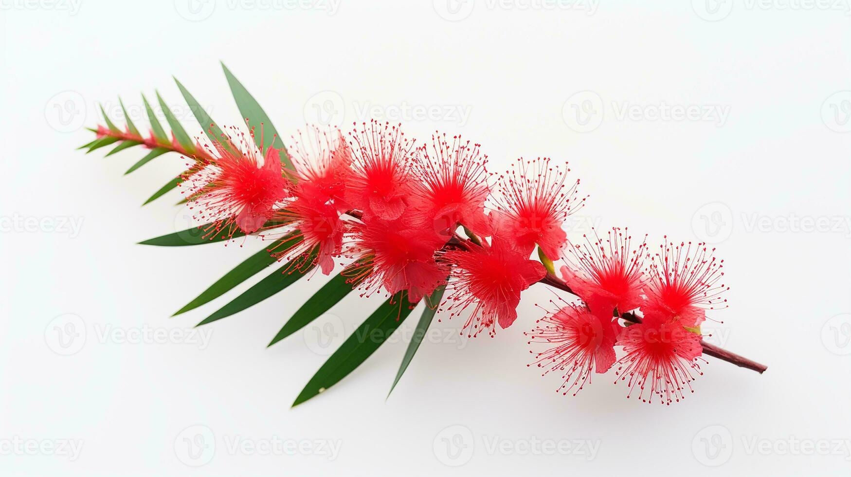 Photo of beautiful Bottlebrush flower isolated on white background. Generative AI