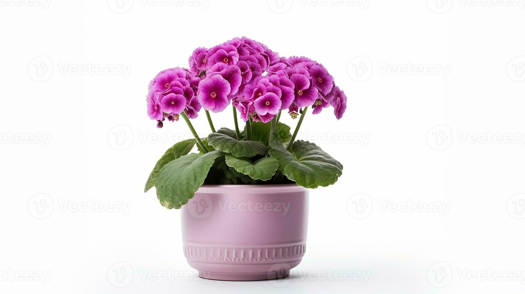 Photo of Primula flower in pot isolated on white background. Generative AI