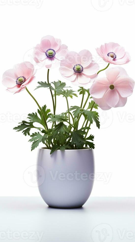 Photo of Anemone flower in pot isolated on white background. Generative AI