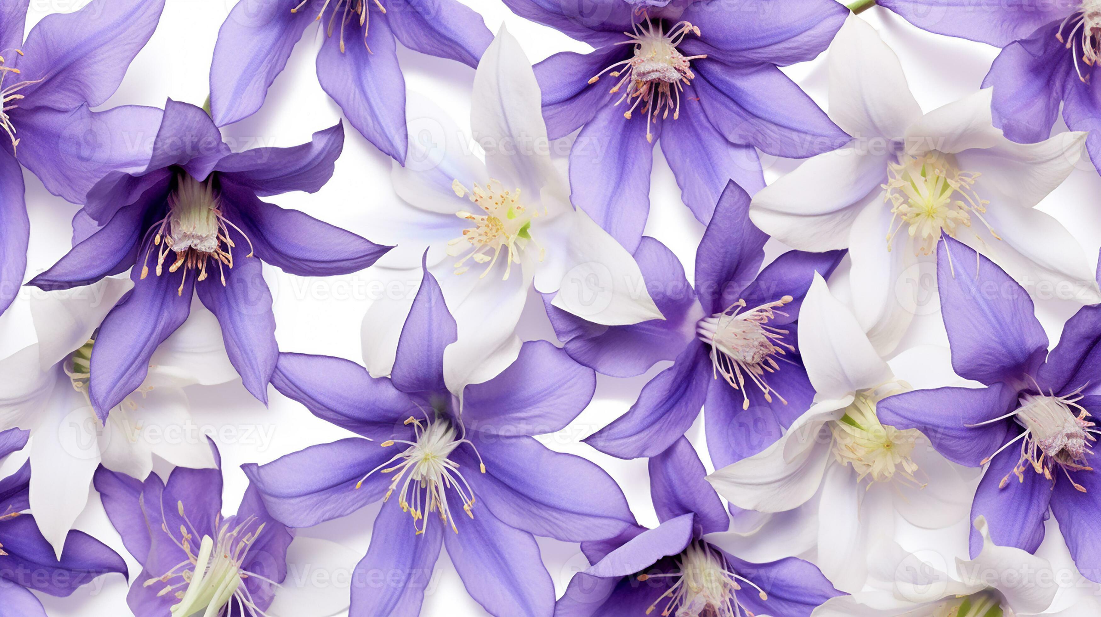 Columbine flower patterned background. Flower texture background