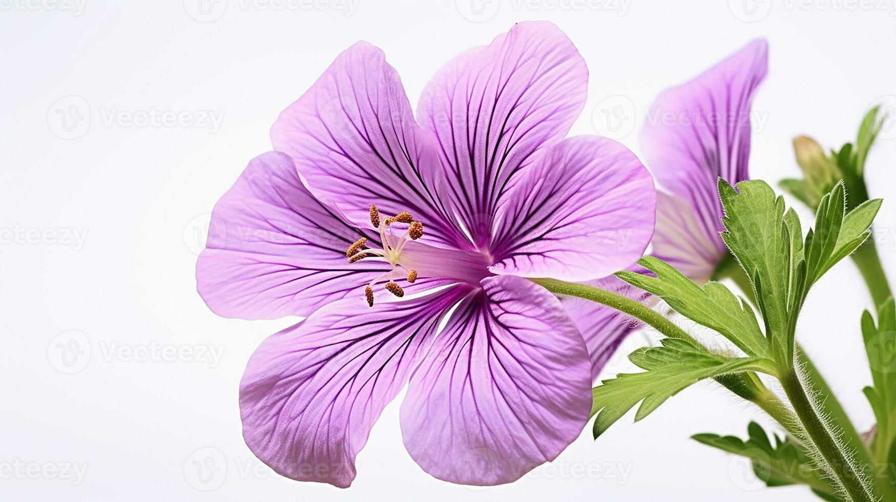 Photo of beautiful Cranesbill flower isolated on white background. Generative AI