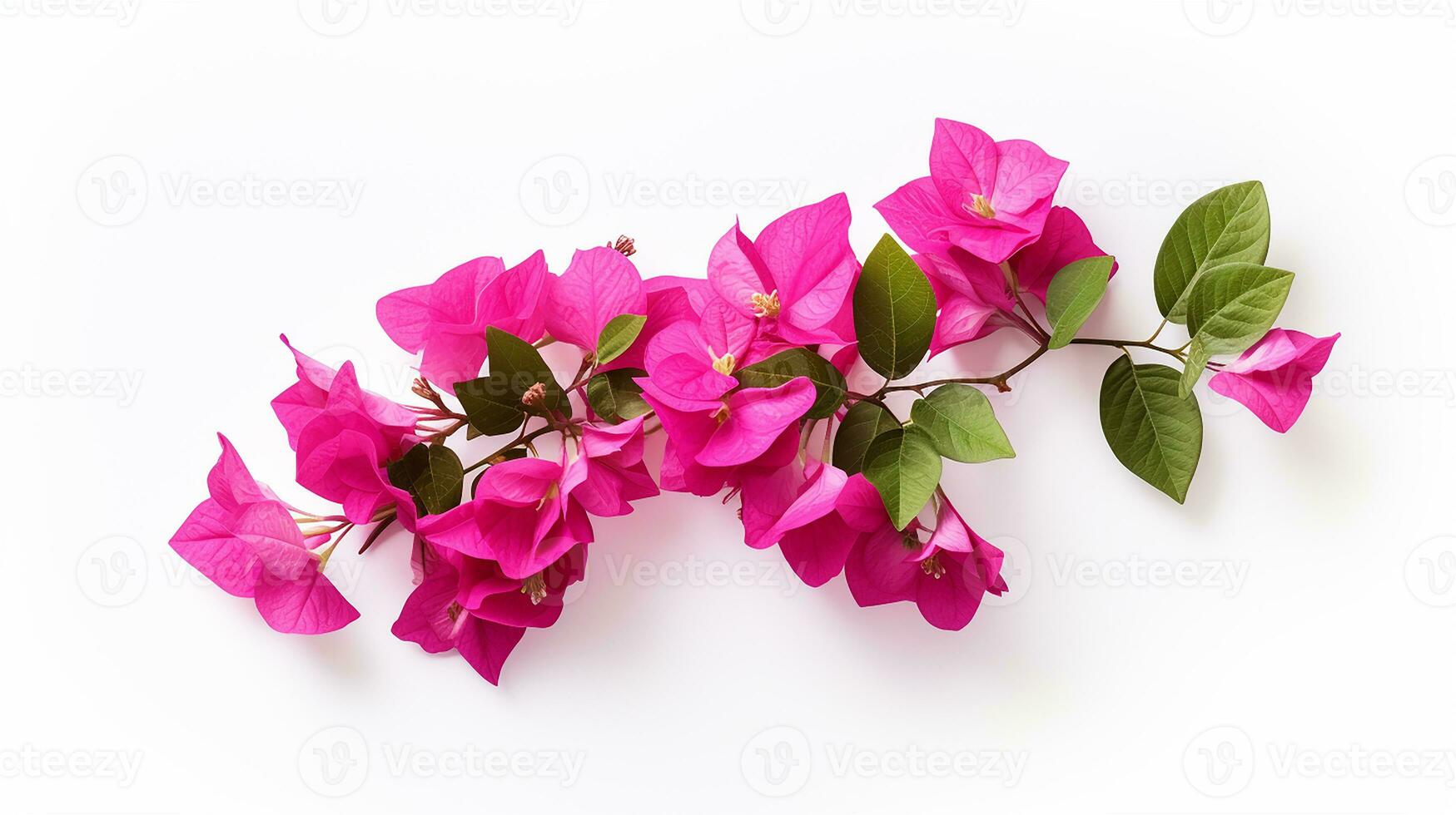 Photo of beautiful Bougainvillea flower isolated on white background. Generative AI