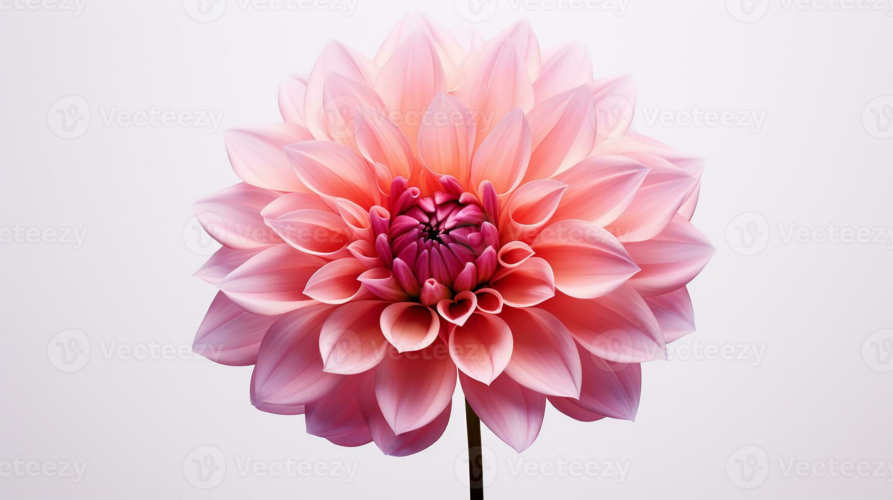 Photo of beautiful Dahlia flower isolated on white background. Generative AI