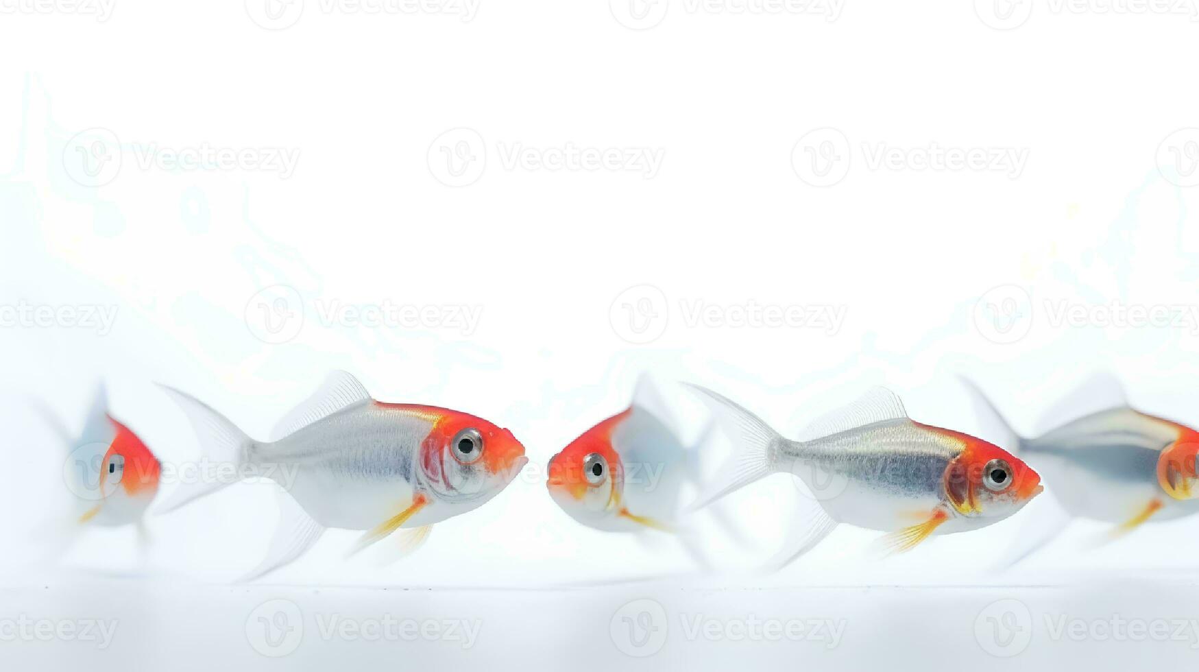 Photo of a neon tetras fish on white background. Generative AI