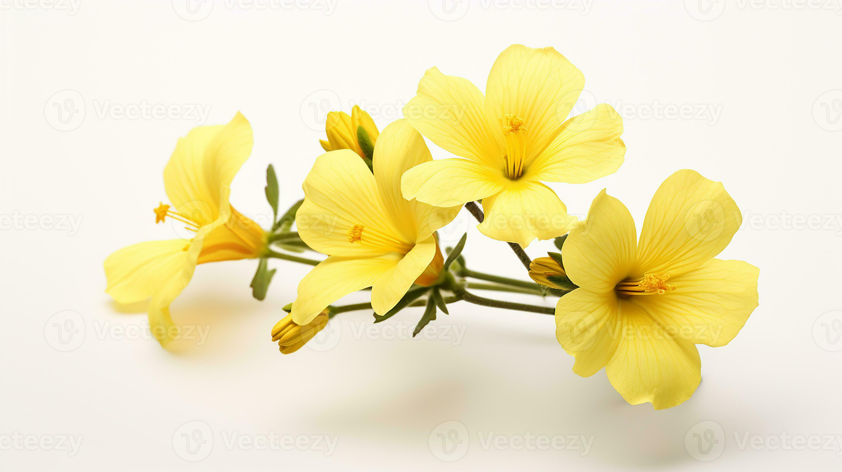 Photo of beautiful Evening Primrose flower isolated on white background