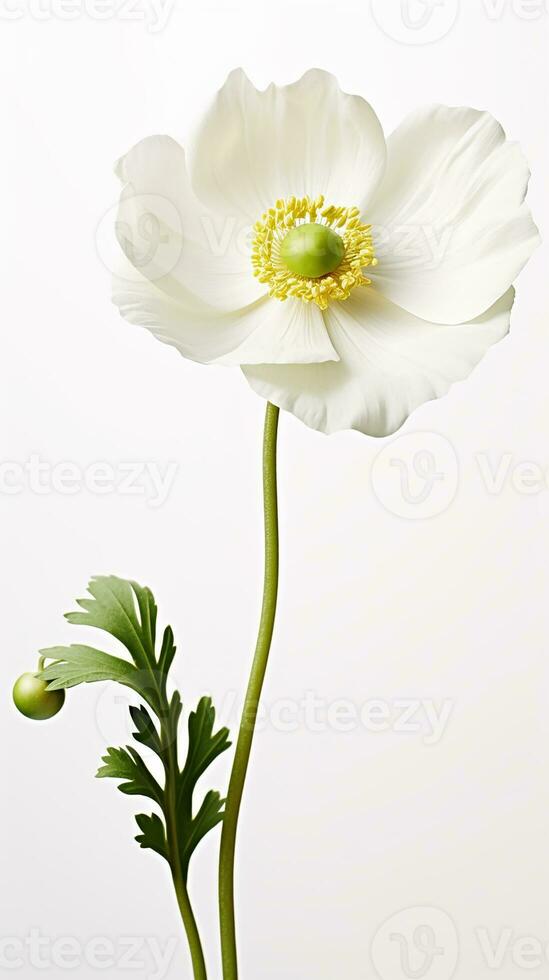 Photo of beautiful Anemone flower isolated on white background. Generative AI
