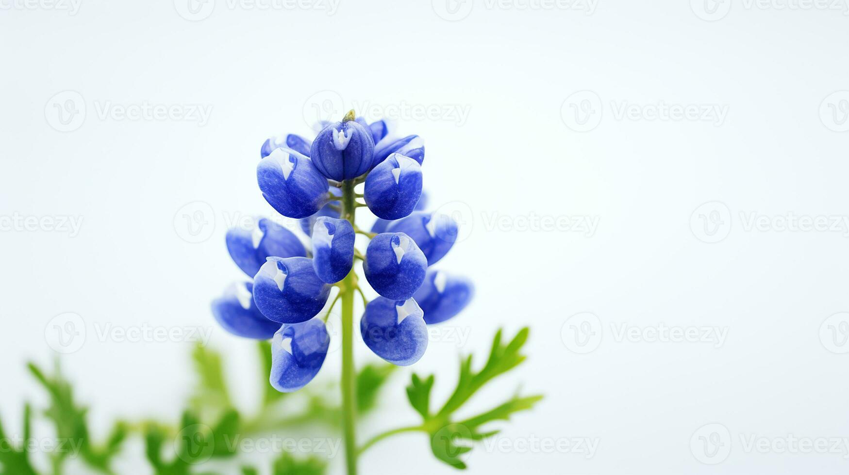 Photo of beautiful Bluebonnet flower isolated on white background. Generative AI