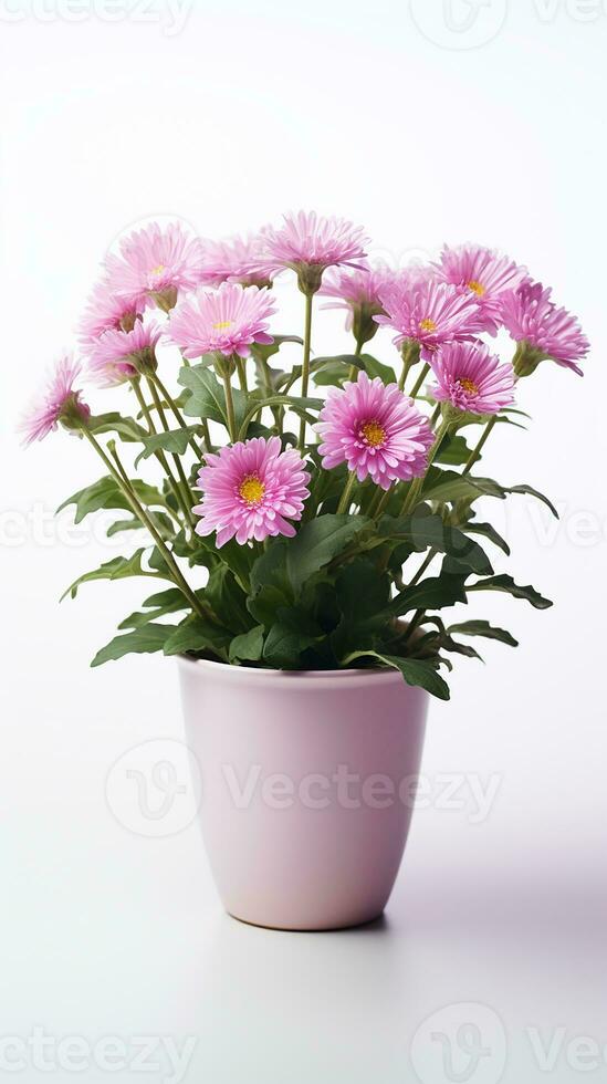 foto de aster flor en maceta aislado en blanco antecedentes. generativo ai