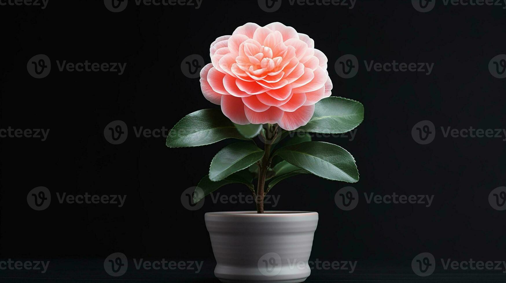 Photo of Camellia flower in pot isolated on white background. Generative AI