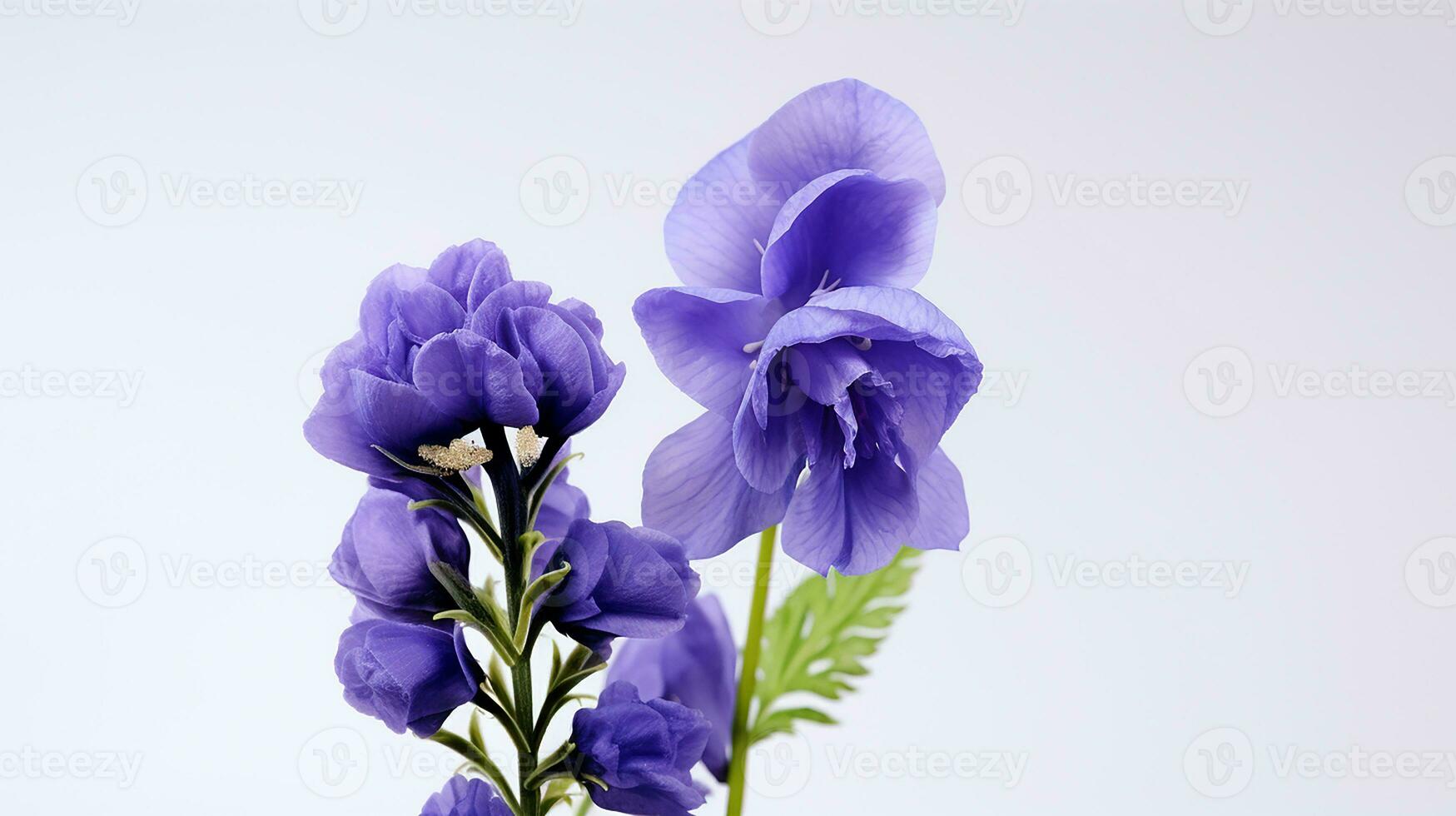 Photo of beautiful Monkshood flower isolated on white background. Generative AI