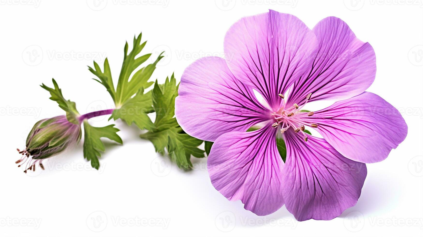 Photo of beautiful Cranesbill flower isolated on white background. Generative AI