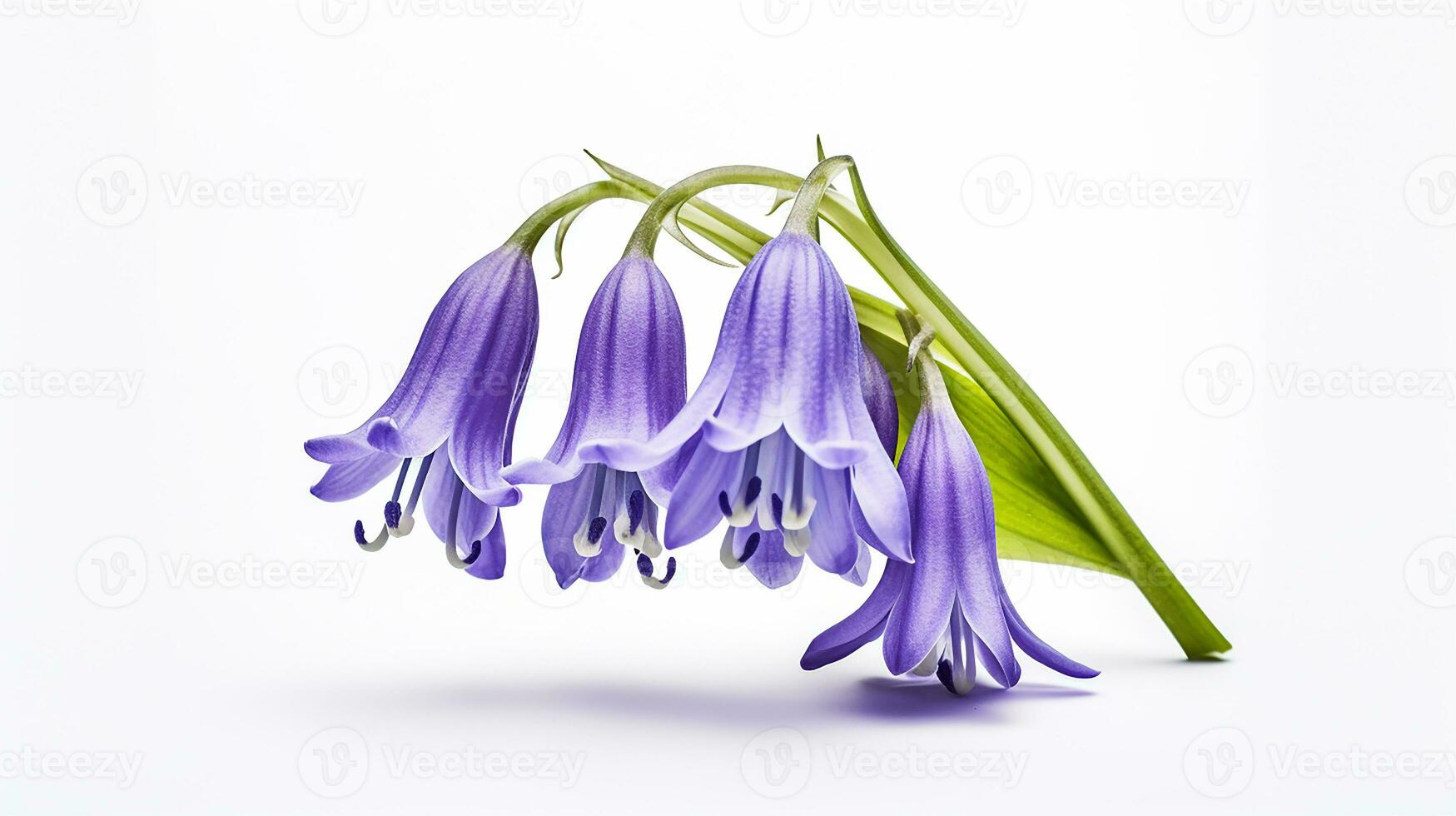 Photo of beautiful Bluebell flower isolated on white background. Generative AI