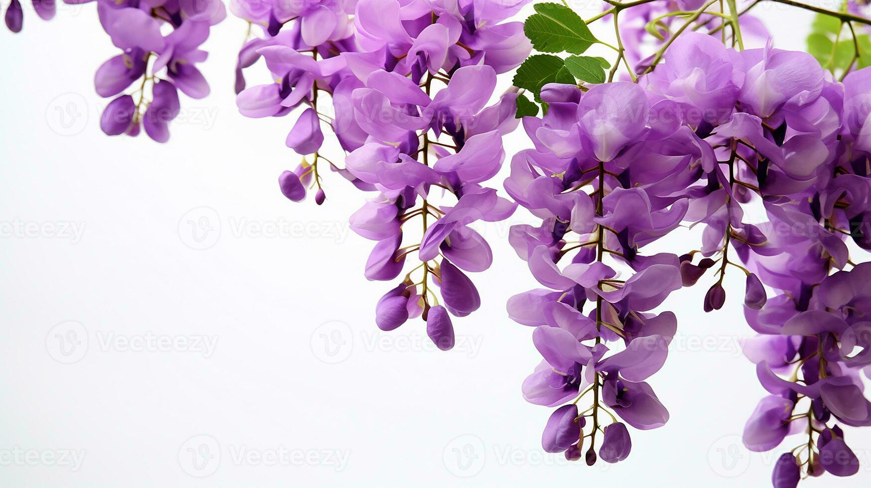 Photo of beautiful Wisteria flower isolated on white background. Generative AI