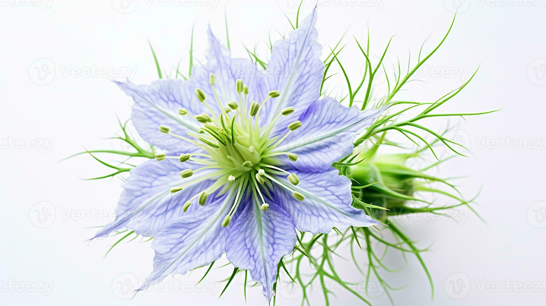 Photo of beautiful Love-in-a-Mist flower isolated on white background. Generative AI