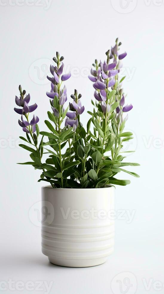 Photo of Baptisia flower in pot isolated on white background. Generative AI