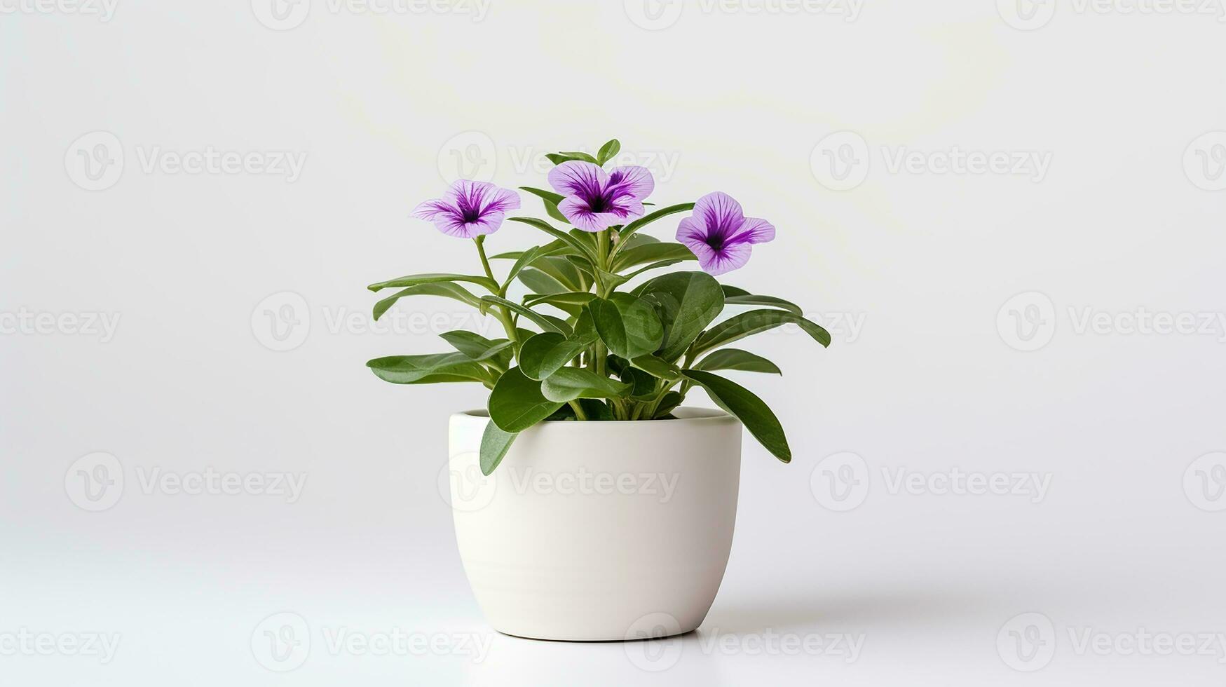 Photo of Verbena flower in pot isolated on white background. Generative AI