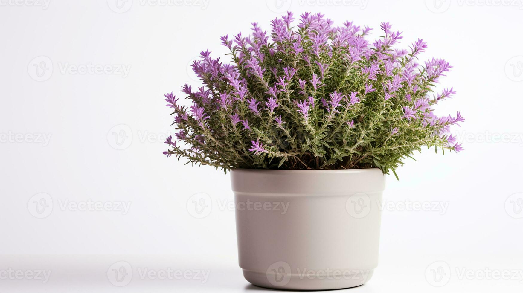 Photo of Thyme flower in pot isolated on white background. Generative AI