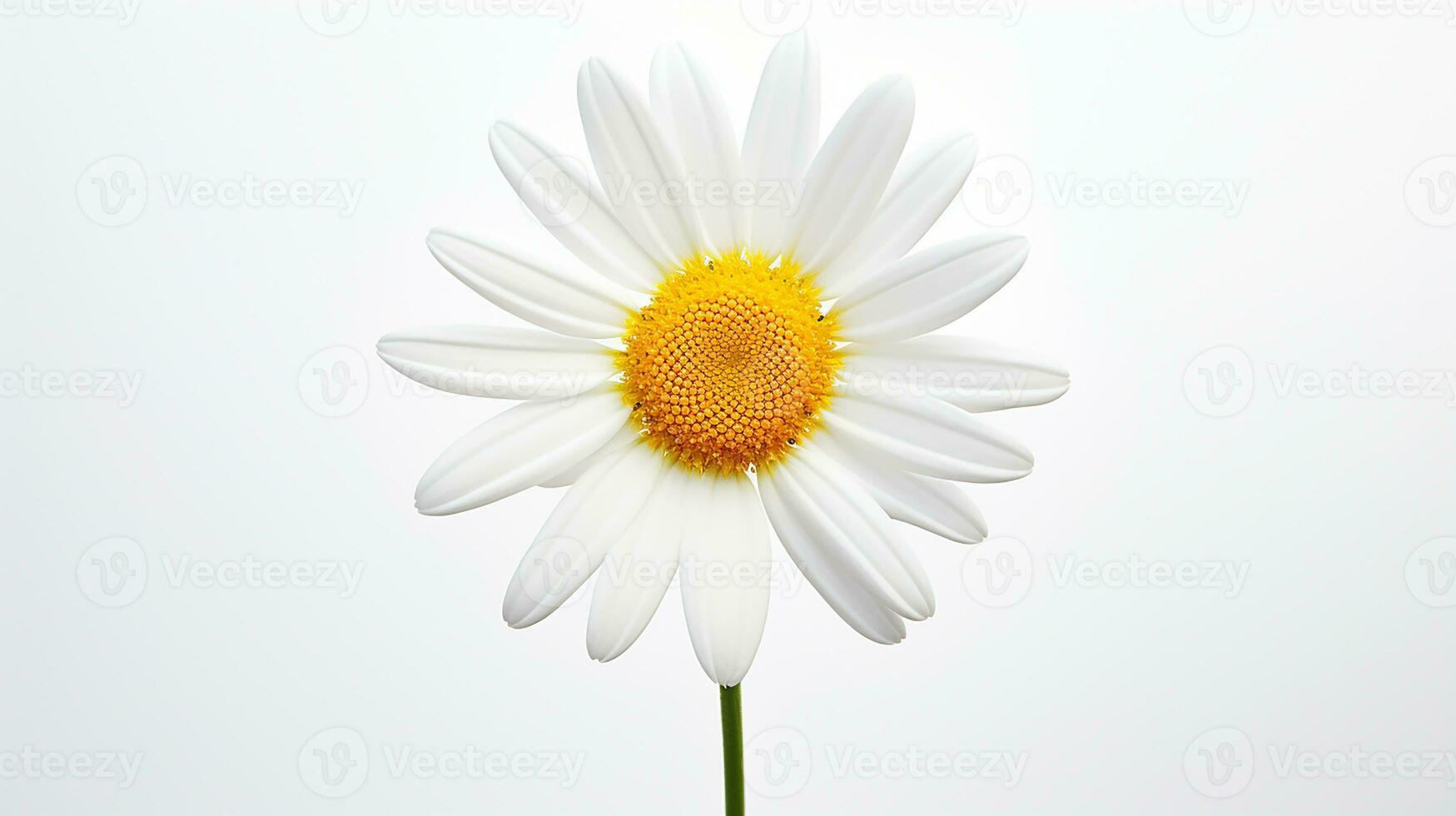 Photo of beautiful Daisy flower isolated on white background. Generative AI