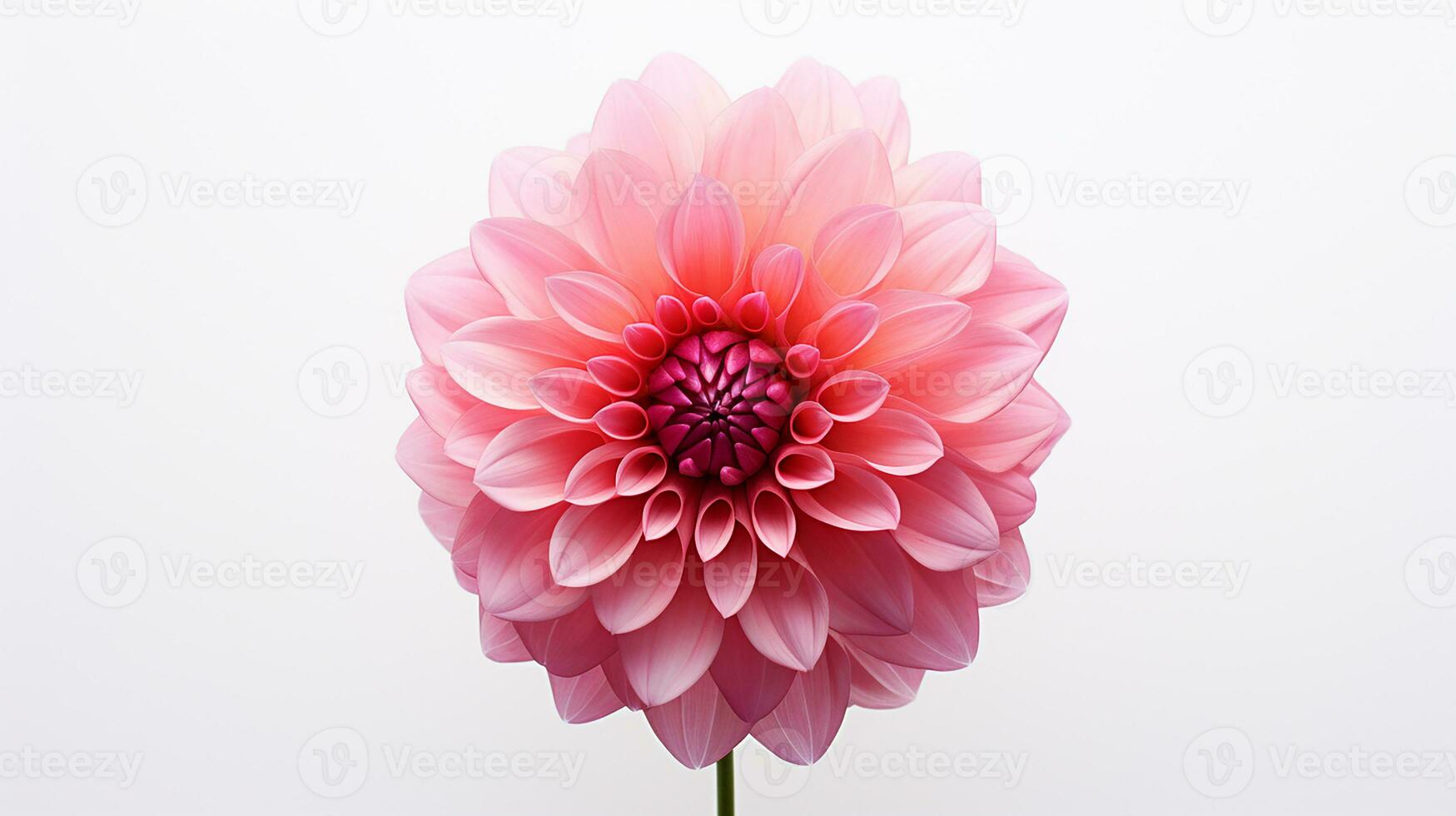 Photo of beautiful Dahlia flower isolated on white background. Generative AI