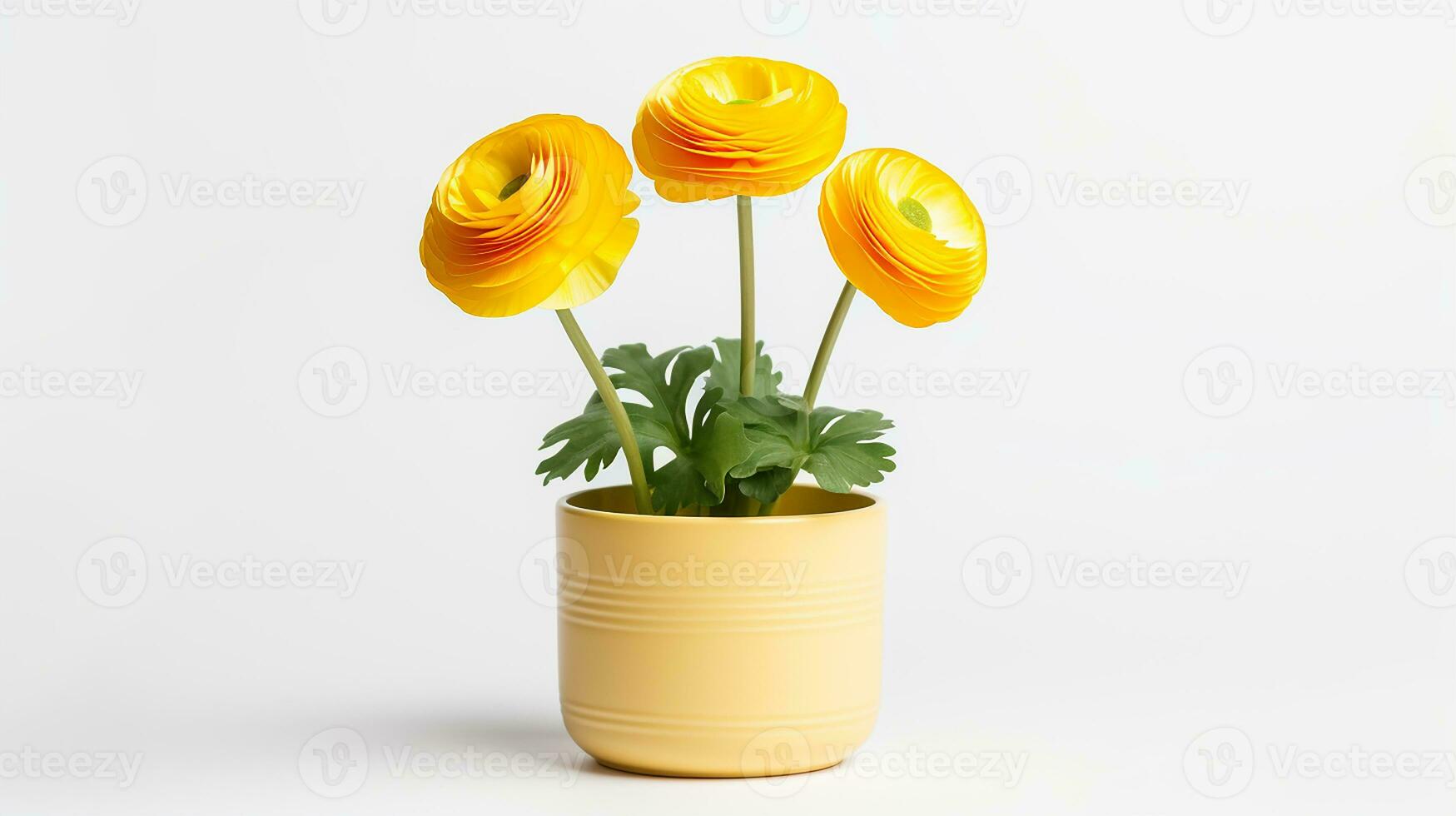 Photo of Ranunculus flower in pot isolated on white background. Generative AI