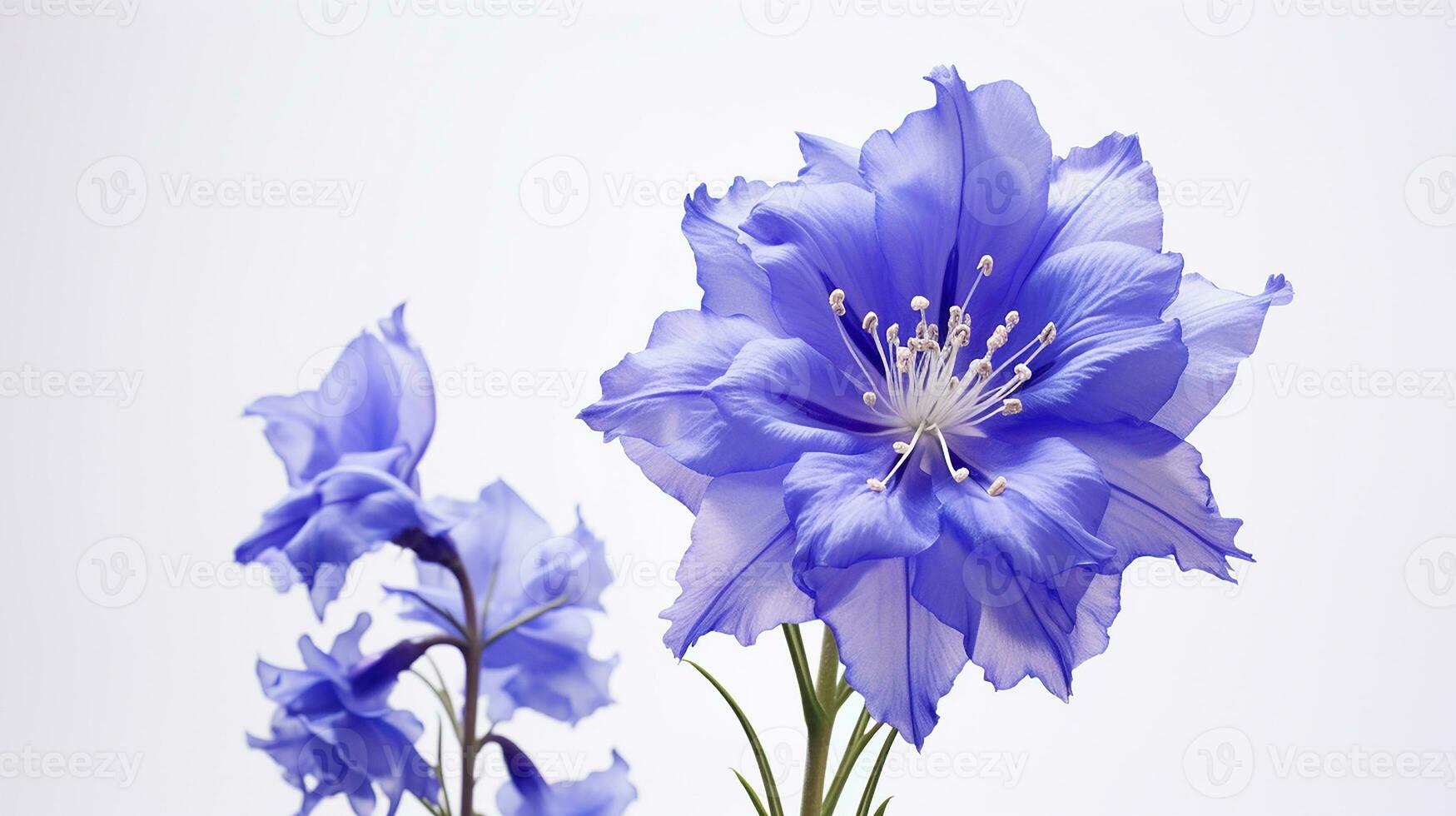 Photo of beautiful Larkspur flower isolated on white background. Generative AI