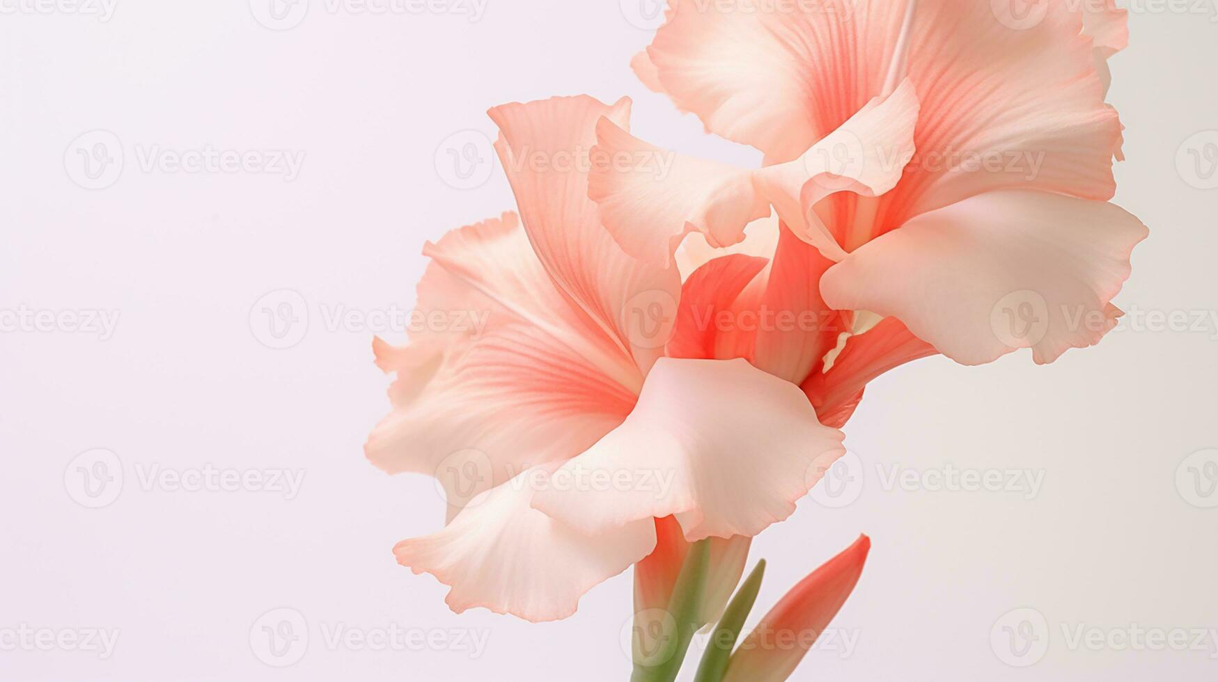 Photo of beautiful Gladiolus flower isolated on white background. Generative AI