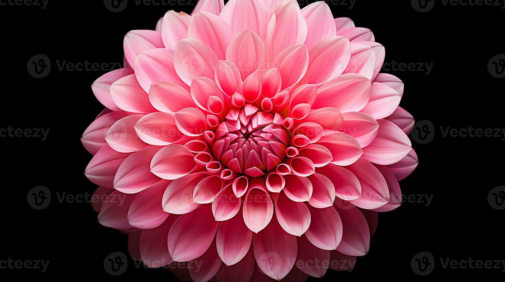 Photo of beautiful Dahlia flower isolated on white background. Generative AI