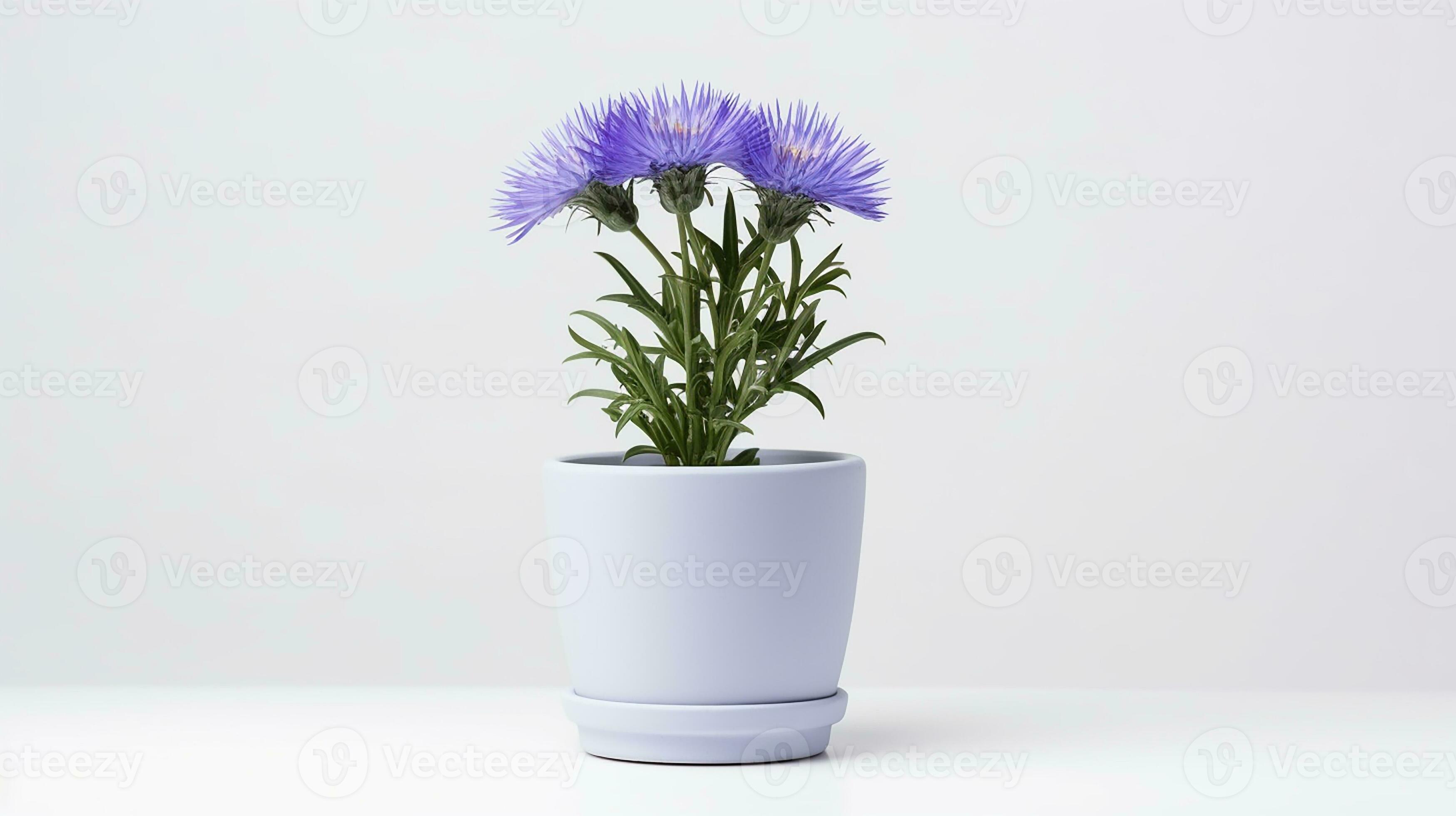 Photo of Cornflower in pot isolated on white background 29864119 Stock