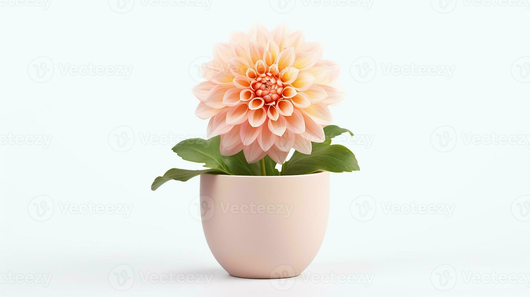 Photo of Dahlia flower in pot isolated on white background. Generative AI