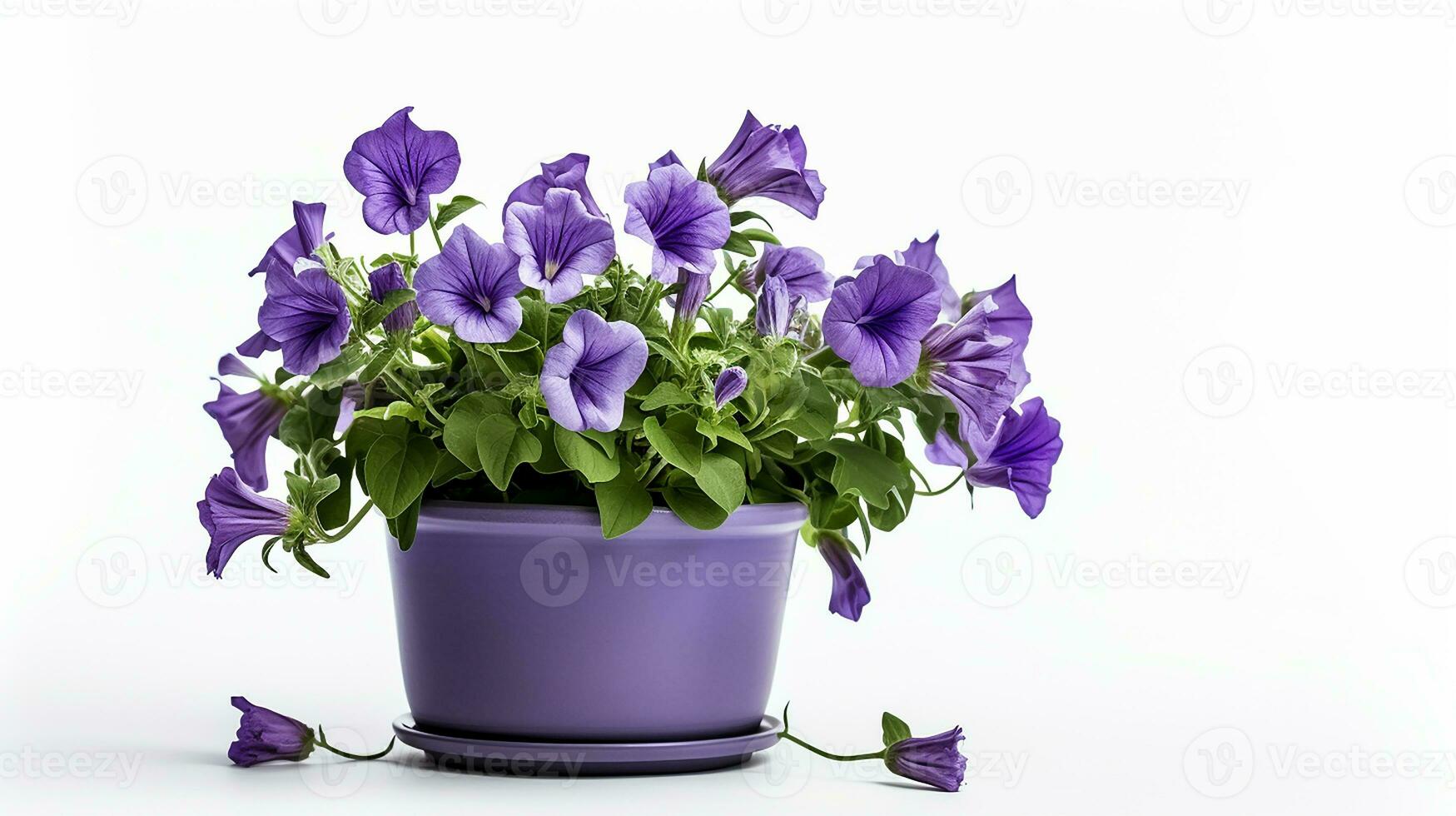 Photo of Canterbury Bells flower in pot isolated on white background. Generative AI