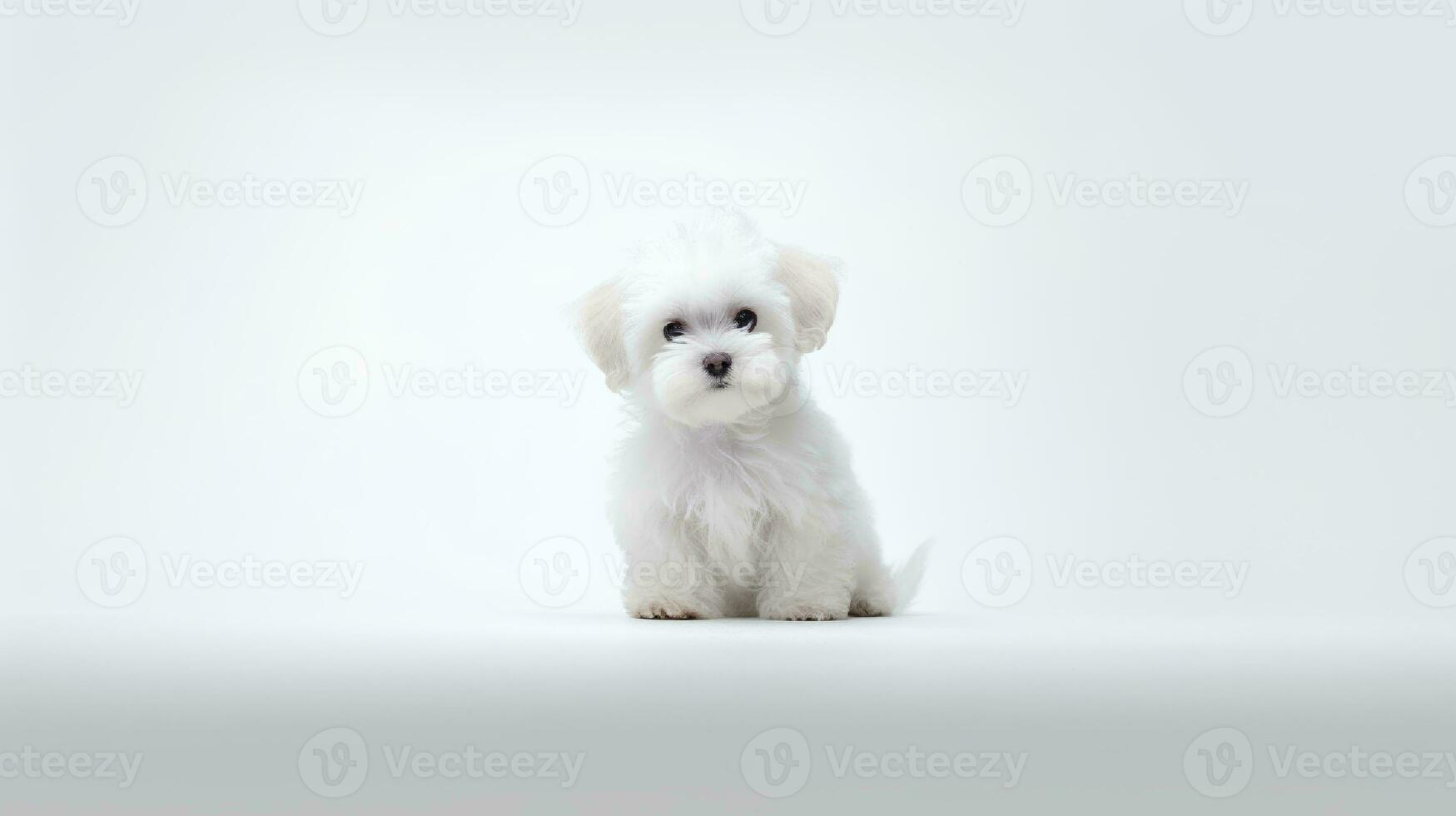 Photo of a maltese on white background. Generative AI