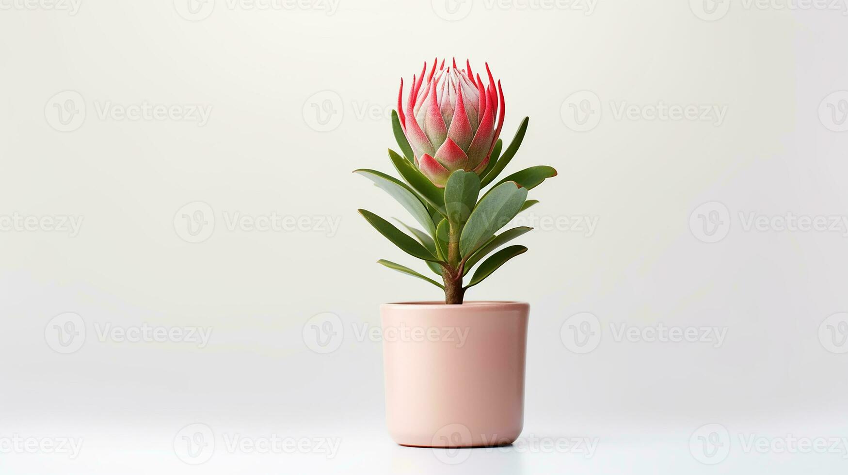 Photo of Protea flower in pot isolated on white background. Generative AI