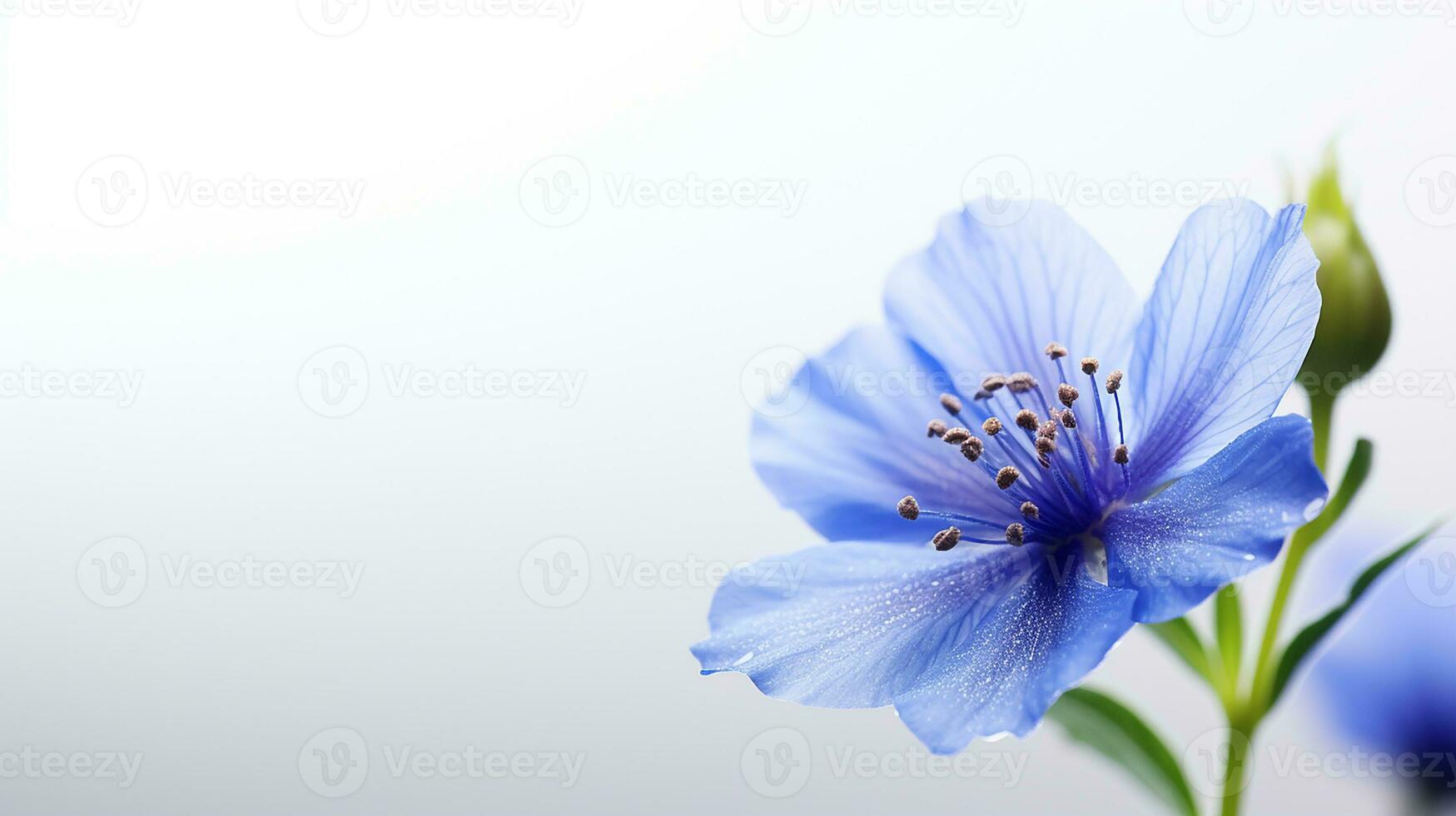 Photo of beautiful Tweedia flower isolated on white background. Generative AI