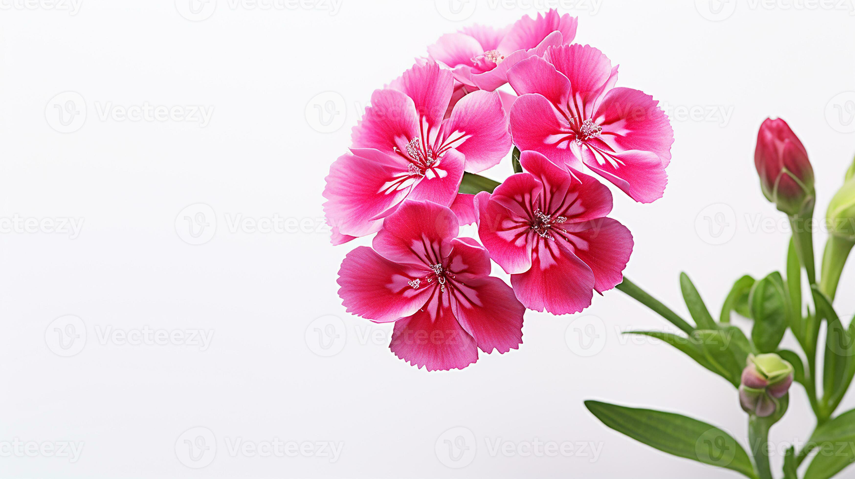 Photo of beautiful Sweet William flower isolated on white background