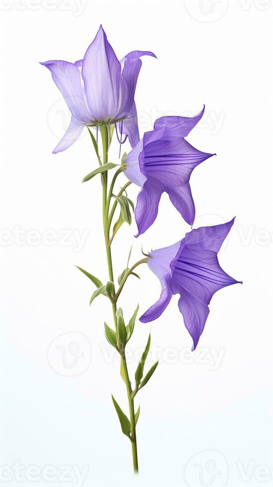 Photo of beautiful Bellflower isolated on white background. Generative AI