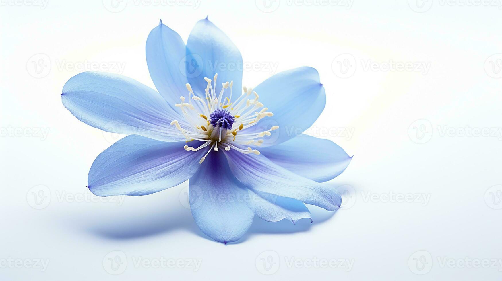 Photo of beautiful Tweedia flower isolated on white background. Generative AI