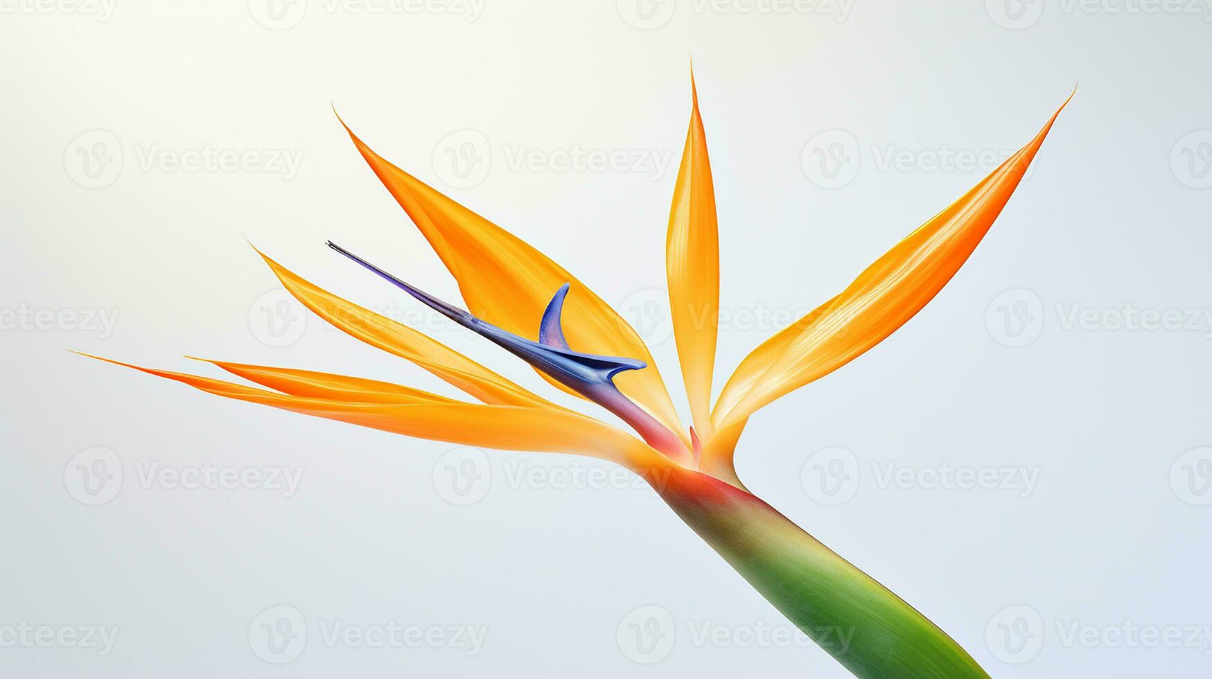 Photo of beautiful Strelitzia flower isolated on white background. Generative AI