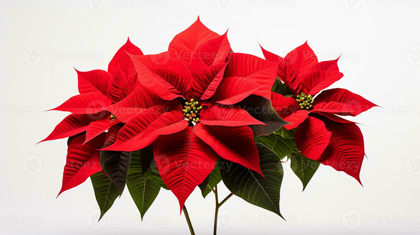 Photo of beautiful Poinsettia flower isolated on white background. Generative AI