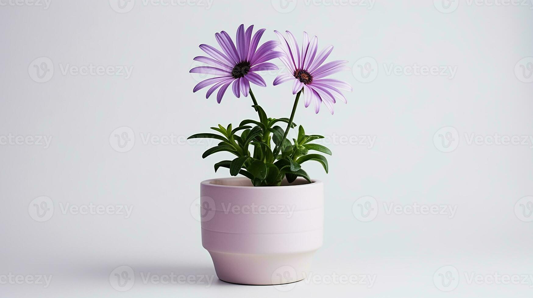 Photo of Osteospermum flower in pot isolated on white background. Generative AI