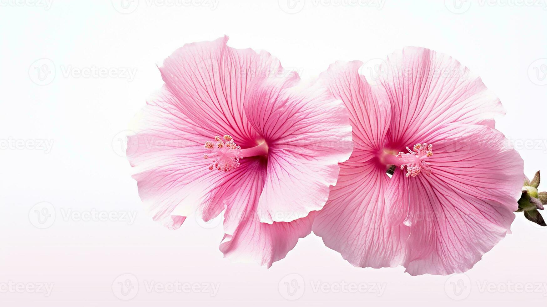 Photo of beautiful Hollyhock flower isolated on white background. Generative AI