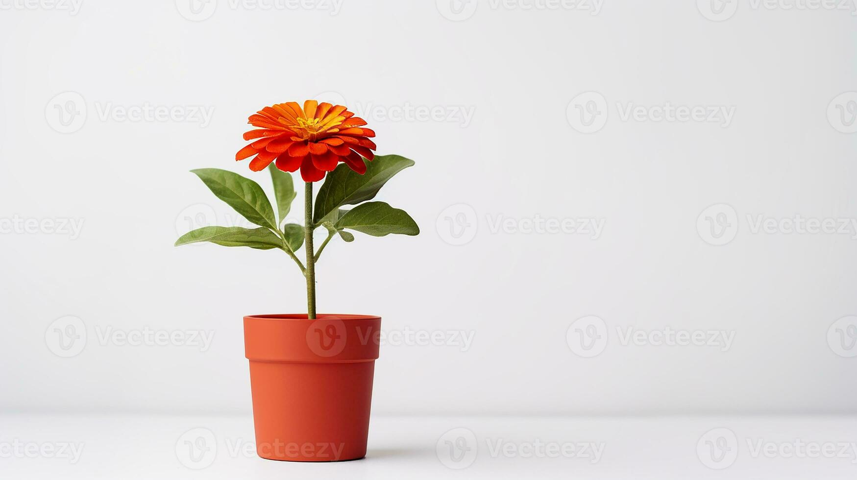 Photo of Zinnia flower in minimalist pot isolated on white background