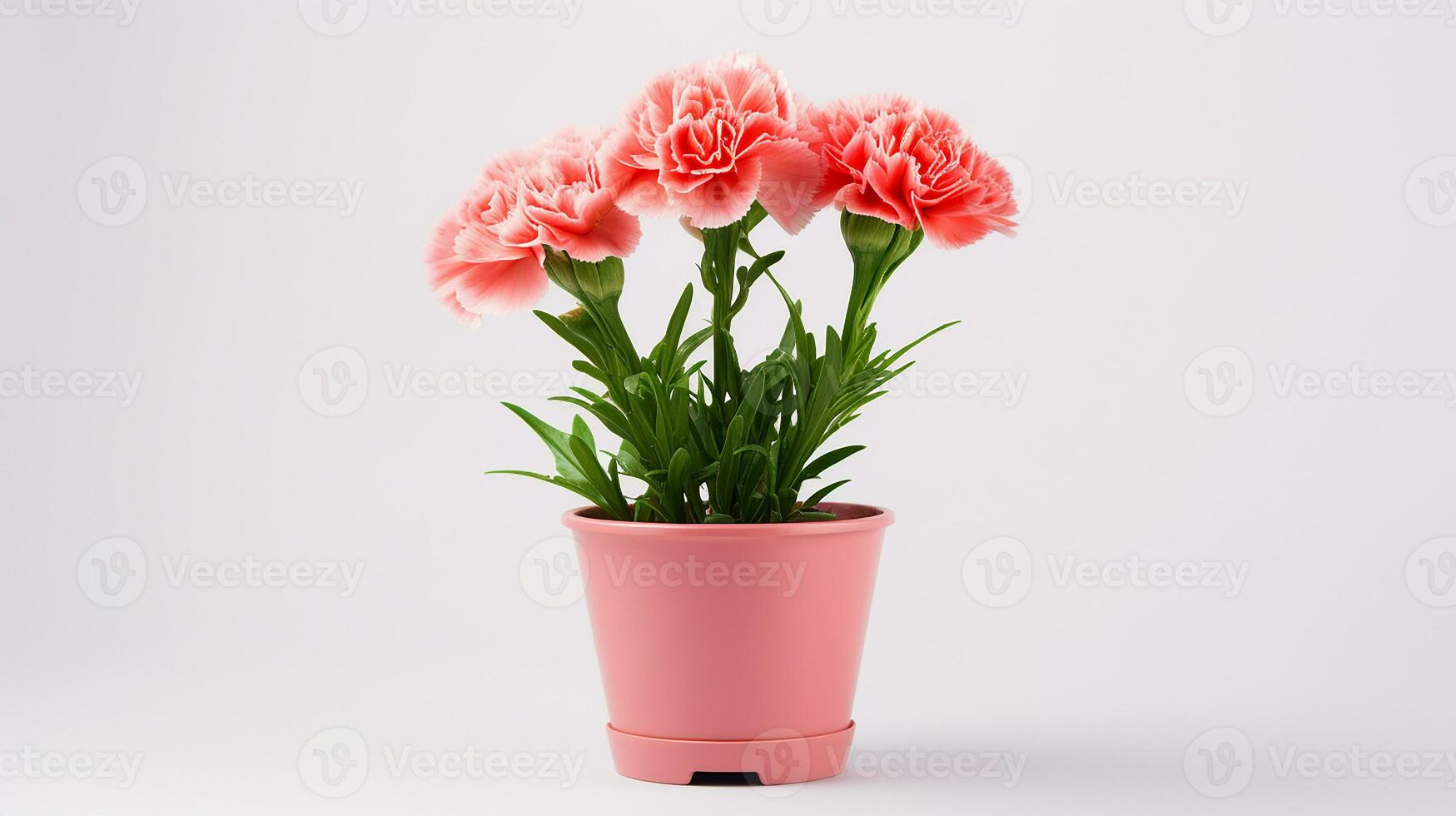 Photo of Carnation flower in pot isolated on white background. Generative AI