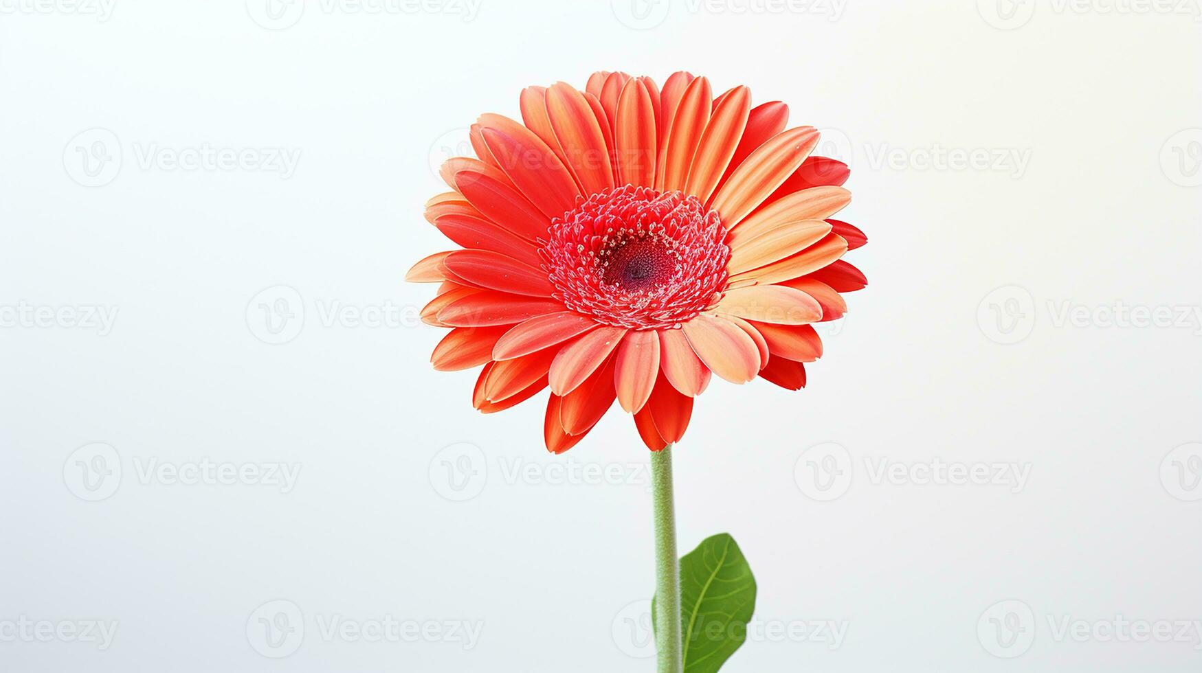 Photo of beautiful Gerbera flower isolated on white background. Generative AI