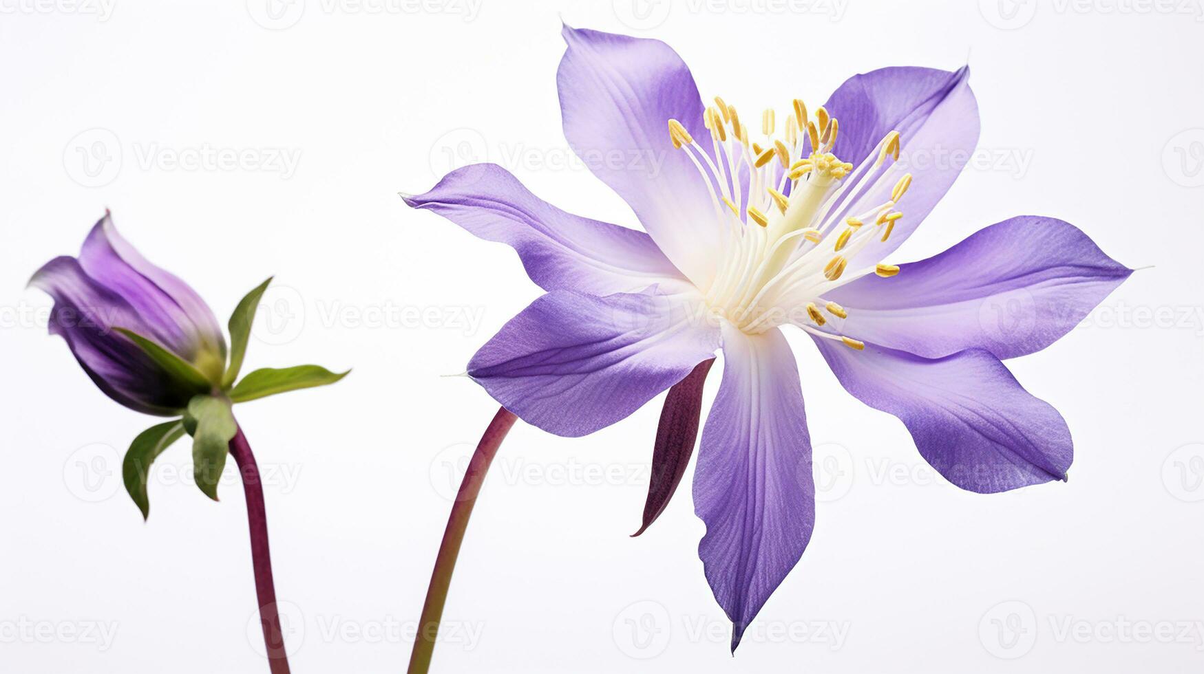 Photo of beautiful Columbine flower isolated on white background. Generative AI