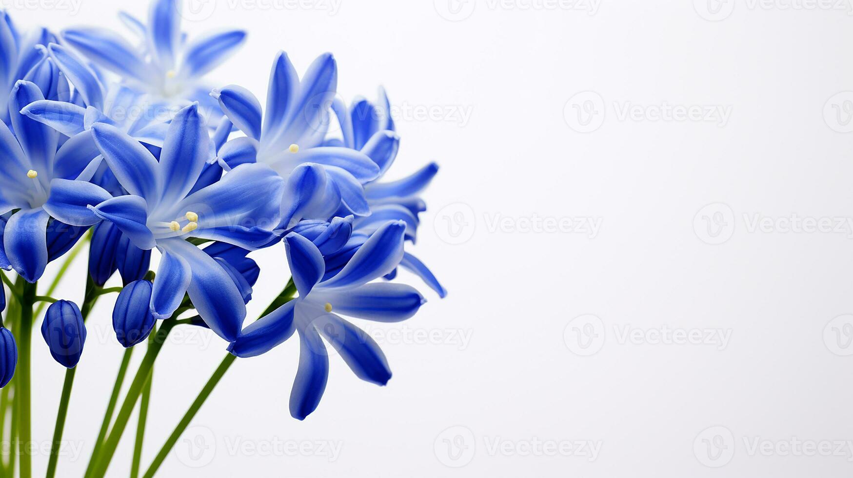 Photo of beautiful Squill flower isolated on white background. Generative AI
