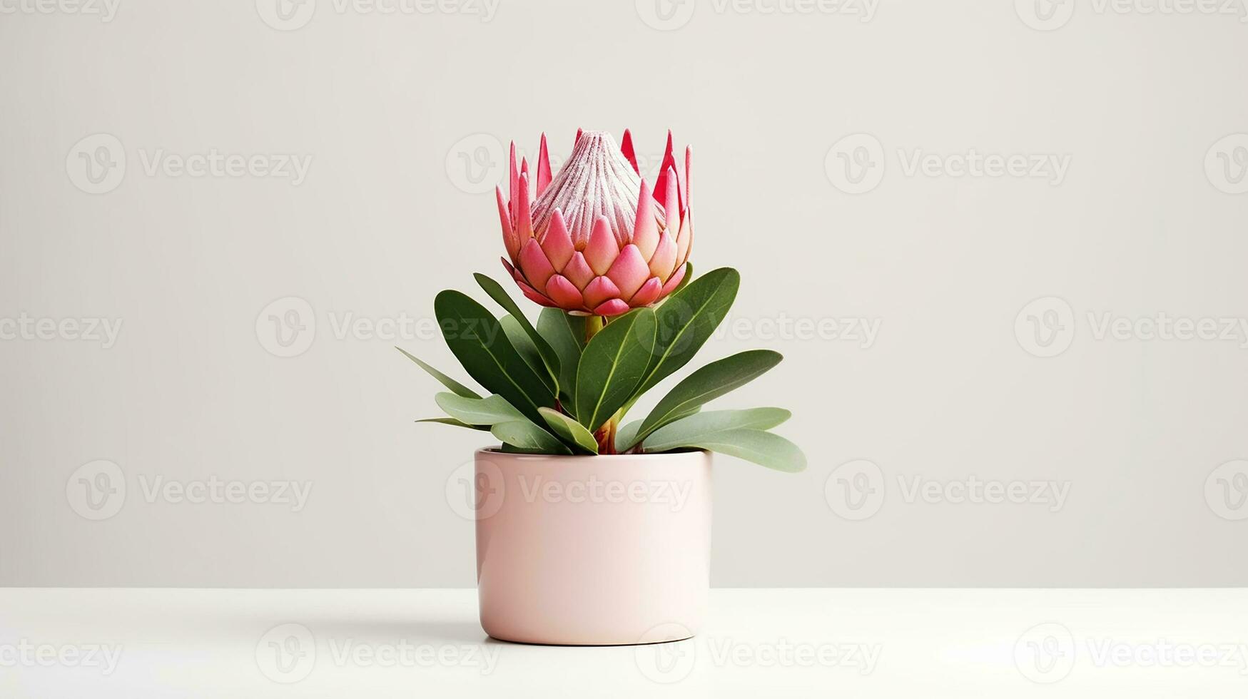 Photo of Protea flower in pot isolated on white background. Generative AI