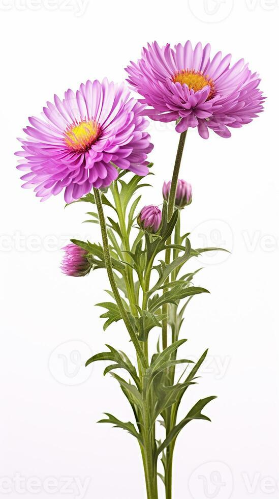 foto de hermosa aster flor aislado en blanco antecedentes. generativo ai