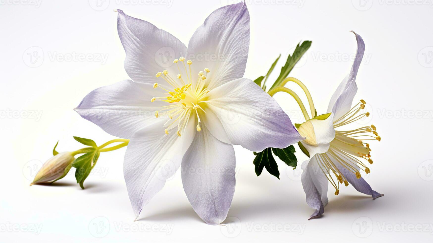 Photo of beautiful Columbine flower isolated on white background. Generative AI